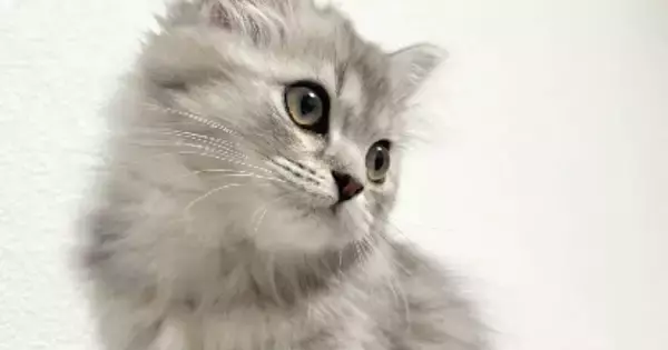 シルバーの毛色が美しかった子猫→大きくなったら…完全に予想外な『見た目の変化』に「こんなに変わるんだ！」「す、すごいｗ」と驚きの声続出