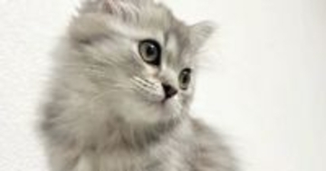 シルバーの毛色が美しかった子猫→大きくなったら…完全に予想外な『見た目の変化』に「こんなに変わるんだ！」「す、すごいｗ」と驚きの声続出