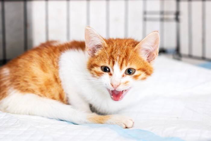 猫が飼い主の『身代わり』になるって本当？ピンチを救った不思議なエピソード4選