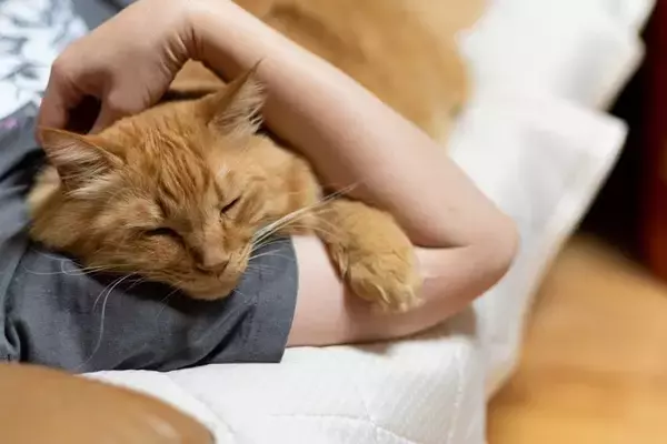 猫が『寝る場所』からあなたへの信頼度がわかる？　4つのスポット別に心理や理由を解説