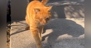 突然庭に現れた『足を痛そうにしている野良猫』→家の中に入ってきて…涙あふれるストーリーが91万再生「ウルっときちゃった」「優しい世界」
