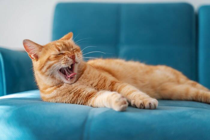 口の中が痛くてご飯を食べられない！猫の『治りにくい口内炎』正体とは？【獣医師執筆】