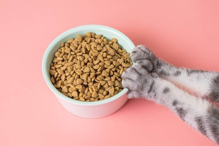 口の中が痛くてご飯を食べられない！猫の『治りにくい口内炎』正体とは？【獣医師執筆】