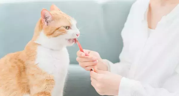 愛猫の『健康を害する』やってはいけないNG行為6選　寿命に関わるリスクや改善のヒント