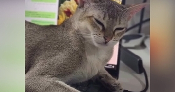 PC作業中、猫がキーボードの上に乗ってきた結果…あまりにも『仕事にならない光景』に爆笑の声「可愛いから許しちゃうよね」「あららｗ」