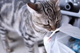 猫が『ビニール』を噛もうとする理由3選　危険なトラブルの可能性、やめさせる方法も解説