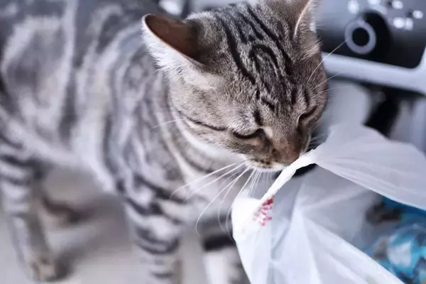 猫が『ビニール』を噛もうとする理由3選　危険なトラブルの可能性、やめさせる方法も解説