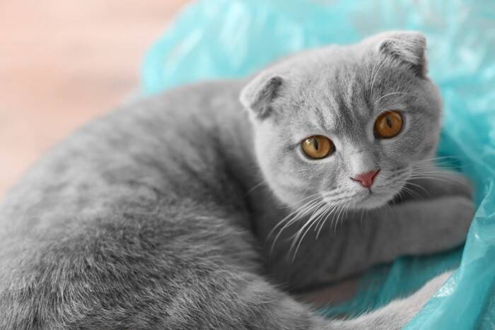猫が『ビニール』を噛もうとする理由3選　危険なトラブルの可能性、やめさせる方法も解説