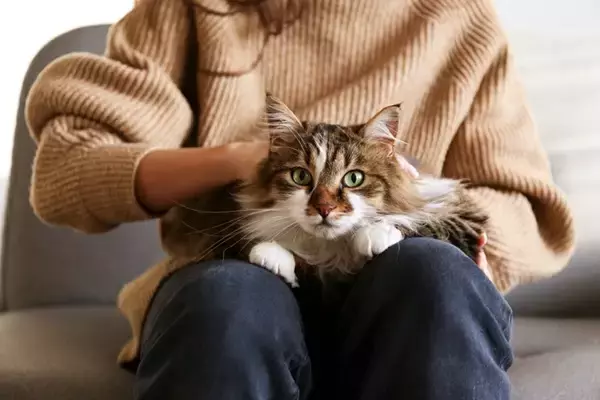 猫があなたに『体を預けたがる』ときの理由4選　信頼されている証？考えられる心理とは