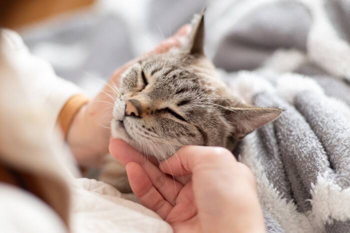 猫があなたに『体を預けたがる』ときの理由4選　信頼されている証？考えられる心理とは