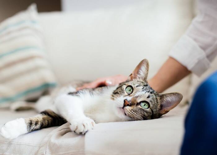 猫があなたに『体を預けたがる』ときの理由4選　信頼されている証？考えられる心理とは