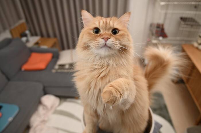 猫が反応せずにはいられない『魔法の言葉』5つ　好きな言葉だけではない？注意したい使い方まで