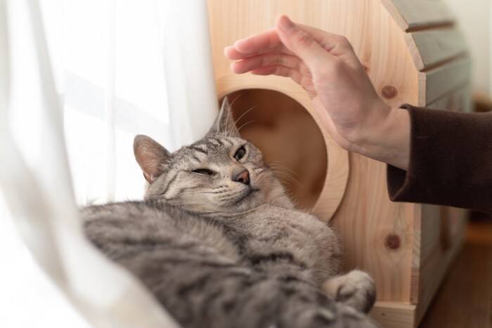 猫が反応せずにはいられない『魔法の言葉』5つ　好きな言葉だけではない？注意したい使い方まで