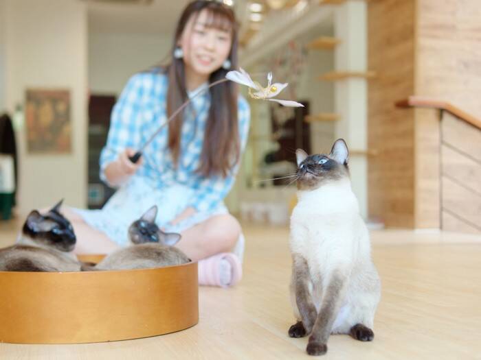 猫が反応せずにはいられない『魔法の言葉』5つ　好きな言葉だけではない？注意したい使い方まで