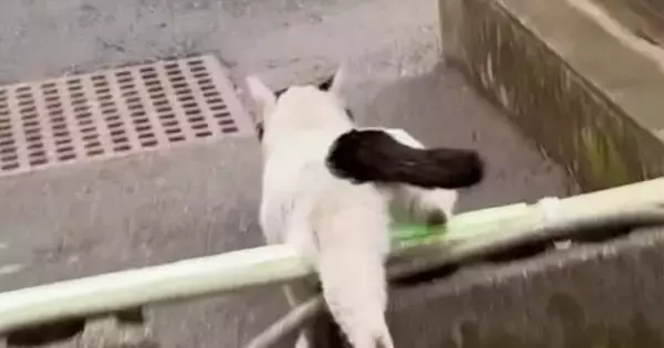 外で生活していた『ひとりぼっちの猫』が保護された結果→半年が経つと…感動のエピソードが45万再生「涙が出てきた」「顔つきが変わったね」