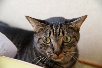 猫が『パニック状態』になりやすい瞬間3選　落ち着きを失う理由や安心させる方法まで