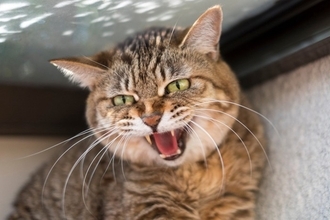 猫が『追われると逃げようとする』3つの理由　怖がらせない接し方と安全に捕まえるコツ