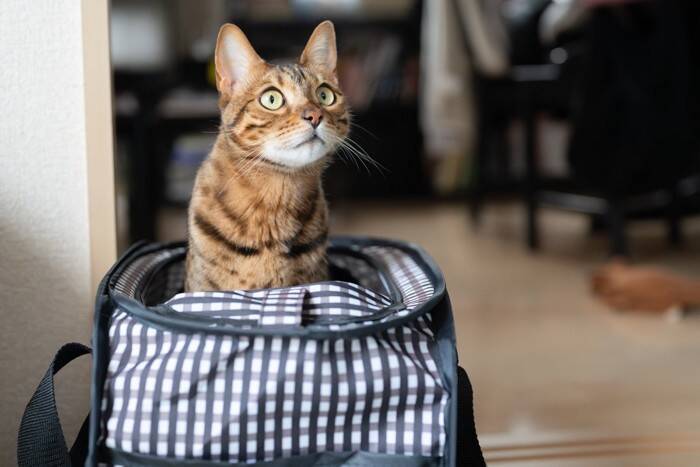 猫が『追われると逃げようとする』3つの理由　怖がらせない接し方と安全に捕まえるコツ