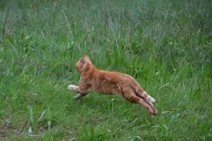 猫が『追われると逃げようとする』3つの理由　怖がらせない接し方と安全に捕まえるコツ