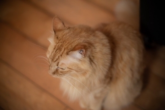 猫が『ごめんなさい』と伝えているときに見せる行動3つ　隠されている心理や上手な受け止め方まで