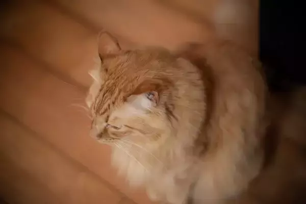 猫が『ごめんなさい』と伝えているときに見せる行動3つ　隠されている心理や上手な受け止め方まで