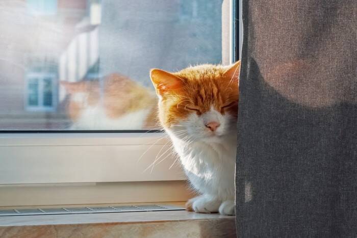 猫が『ごめんなさい』と伝えているときに見せる行動3つ　隠されている心理や上手な受け止め方まで