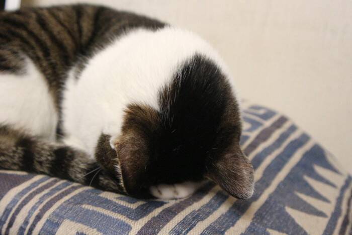 猫が『ごめんなさい』と伝えているときに見せる行動3つ　隠されている心理や上手な受け止め方まで