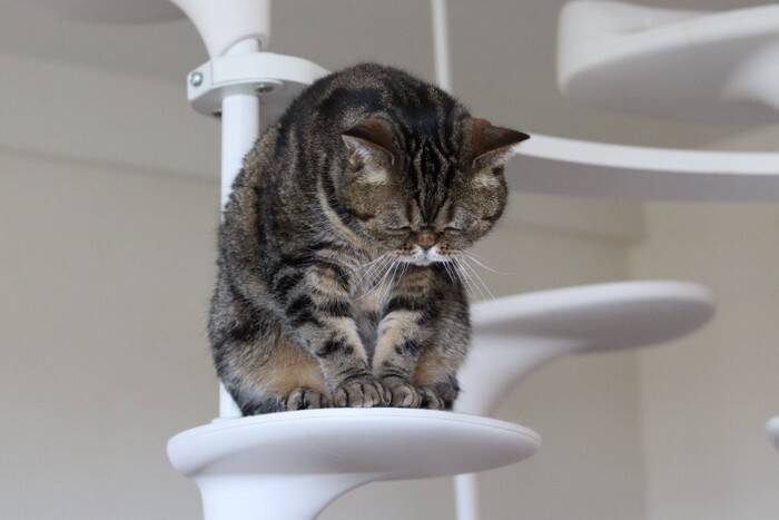 猫が『ごめんなさい』と伝えているときに見せる行動3つ　隠されている心理や上手な受け止め方まで