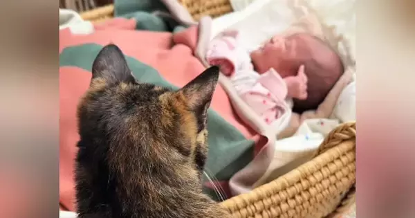 初めて見る赤ちゃんに戸惑っていた猫→少しずつ距離が縮まり…心温まる『3か月間の軌跡』が23万再生「幸せな気持ちになった」「とても素敵」