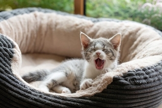 猫用ベッドに『屋根』はあったほうがいいの？3つの判断基準や愛猫に合わせた選び方