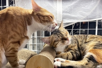 保護猫とふれあい、猫について深く知ることのできる「新スペース」がオープン　台湾
