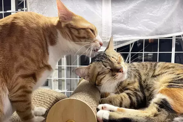 保護猫とふれあい、猫について深く知ることのできる「新スペース」がオープン　台湾