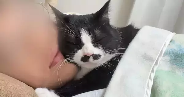 超甘えん坊な猫が眠りにつくまで…尊すぎる『ナイトルーティン』に癒される人が続出「好きでたまらんのねｗ」「likeじゃなくてlove」