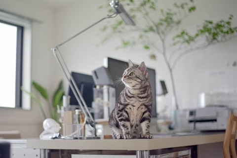 『マンション暮らし』でも迎えやすい猫種5選　性格の傾向やそれぞれの特徴もご紹介
