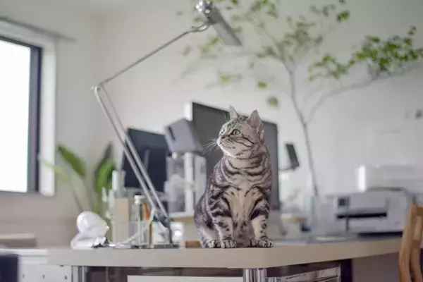 『マンション暮らし』でも迎えやすい猫種5選　性格の傾向やそれぞれの特徴もご紹介