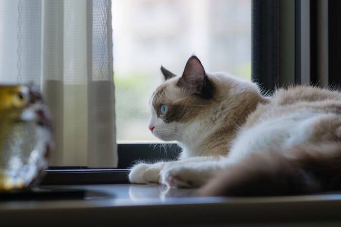『マンション暮らし』でも迎えやすい猫種5選　性格の傾向やそれぞれの特徴もご紹介