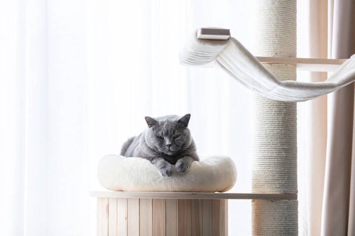 『マンション暮らし』でも迎えやすい猫種5選　性格の傾向やそれぞれの特徴もご紹介