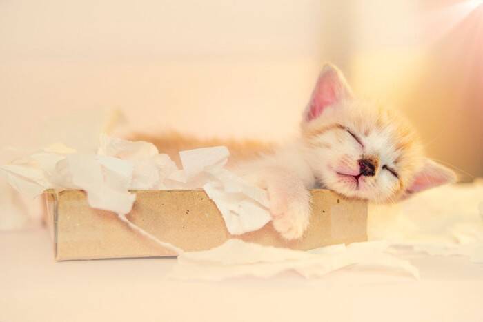 猫が『ティッシュ』で遊びたがるのはなぜ？2つの理由と、やめさせたいときの対処法