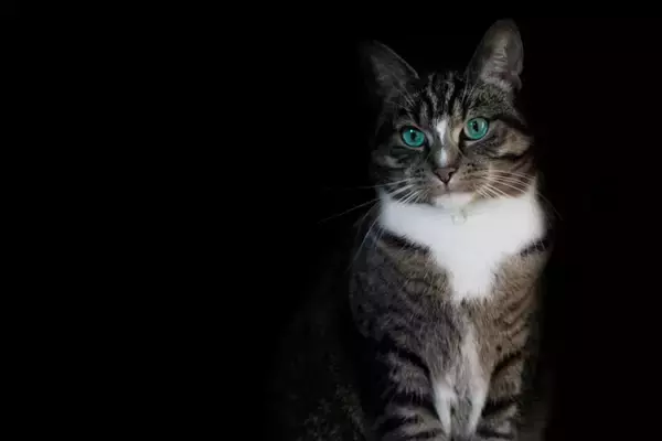 猫と暮らす家で『停電』が起きたときの対処法3つ　起こりうるトラブルや備えておくべきこと