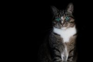 猫と暮らす家で『停電』が起きたときの対処法3つ　起こりうるトラブルや備えておくべきこと