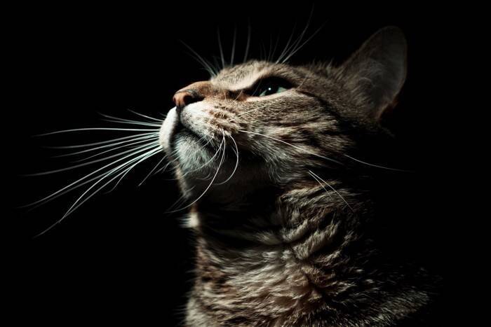 猫と暮らす家で『停電』が起きたときの対処法3つ　起こりうるトラブルや備えておくべきこと