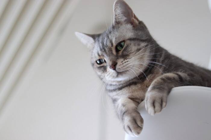 猫に見られやすい『遺伝病』3つ　主な症状から発症しやすい猫種まで解説