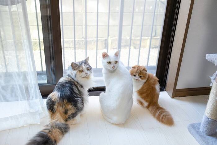 猫の『血縁関係』にまつわる豆知識5選　親兄弟を認識できているの？