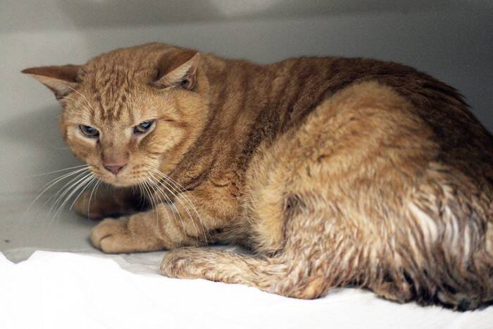 猫が『ストレス』を感じてしまう原因8選　放置してはいけない理由や見逃せないサイン