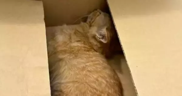 道路で『動けなくなっていた子猫』を発見→仕事のため一度離れるも、戻った結果→泣ける話が67万再生「運命だね」「見つけてもらえてよかった」