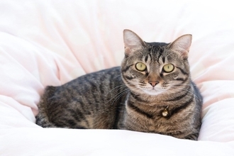 猫に『嘔吐・粗相』をされると困る場所3選　思わぬ事故の可能性も…対策方法までご紹介