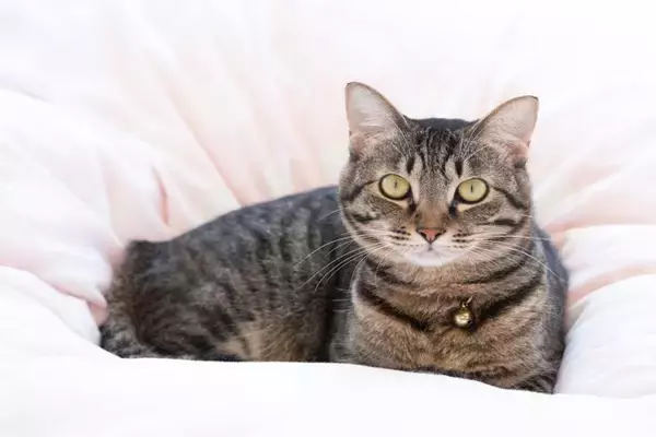 猫に『嘔吐・粗相』をされると困る場所3選　思わぬ事故の可能性も…対策方法までご紹介