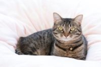 猫に『嘔吐・粗相』をされると困る場所3選　思わぬ事故の可能性も…対策方法までご紹介