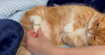 就寝前に『くつろいでいた猫』→肉球を撫でられると…とんでもなく可愛い反応に32万いいねの大反響「赤ちゃんみたい」「抱きしめたくなる」