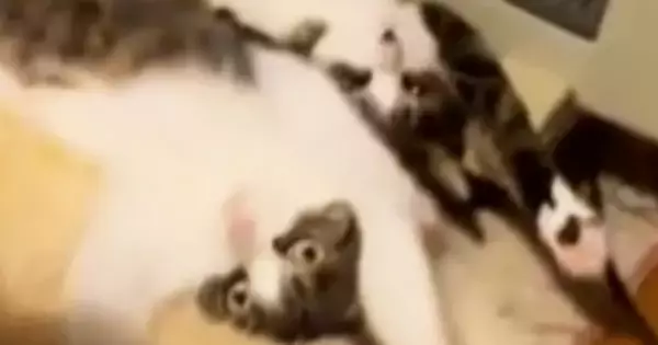 2匹の猫が『ストーブ前を取り合っている』と思ったら…まさかの『可愛すぎる光景』が233万再生「シンクロ率100%ｗｗ」「吹いたｗ」